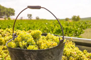A metal bucket full of freshly harvested Chardonnay grapes, with a green vineyard stretching out under a hazy sky in the background.