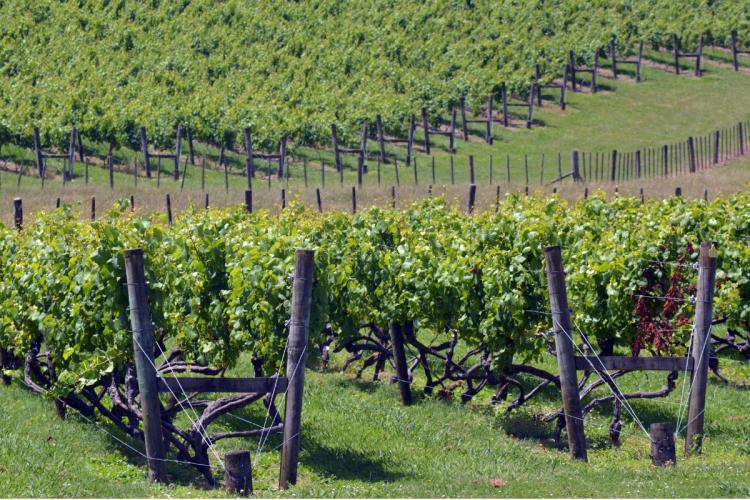 New Zealand vineyard.