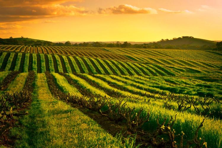 Sunset in Barossa Valley, a wine producing region in South Australia.