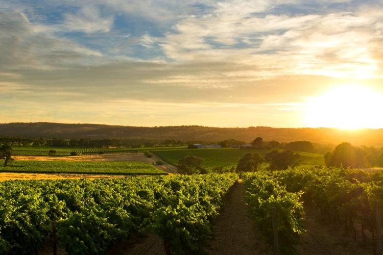 McLaren Vale, a South Australian wine region.