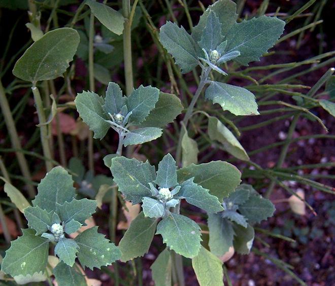 Fat hen, an edible plant.