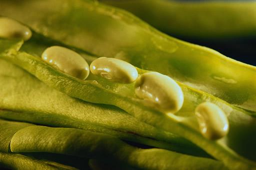 French beans, open pod.