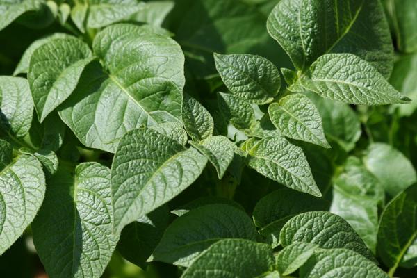 Potato plant.