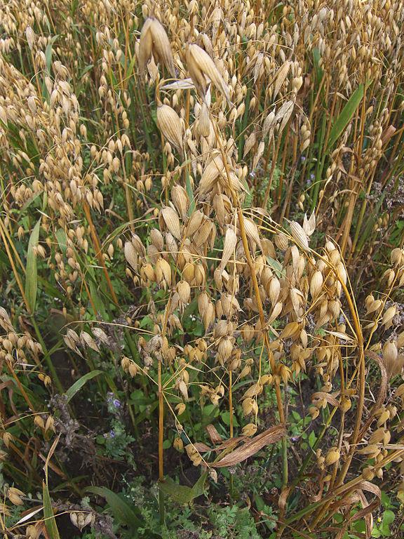 Avena sativa.