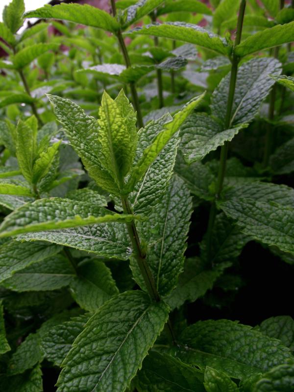 Field of mint (mentha piperita)