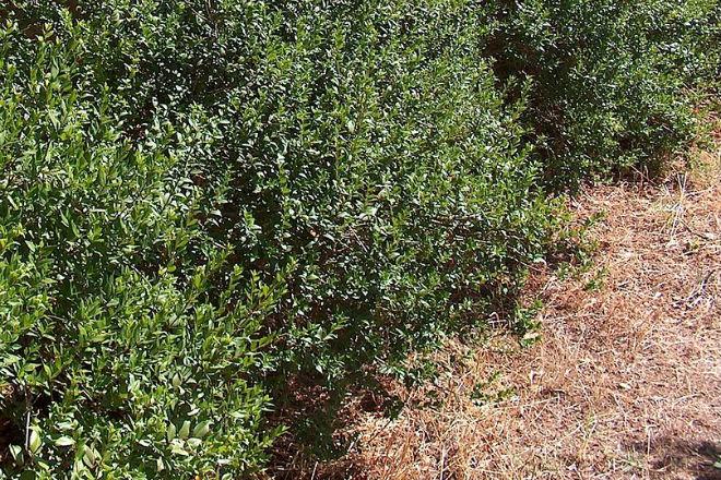Myrtle bushes in the field.