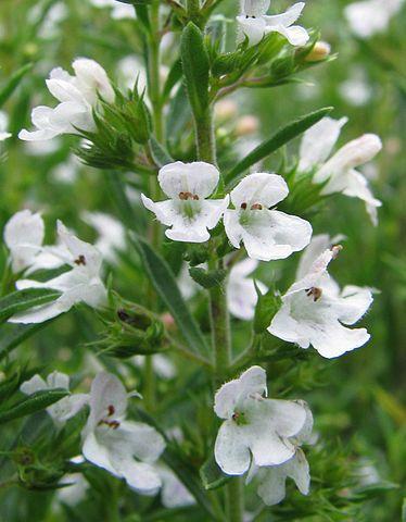 Savory, satureja montana.