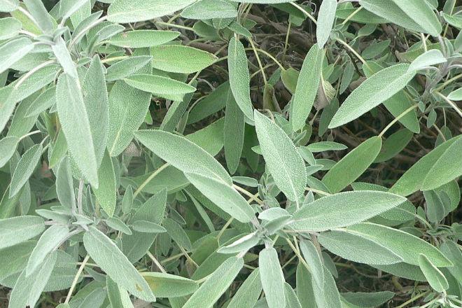 Sage plant.