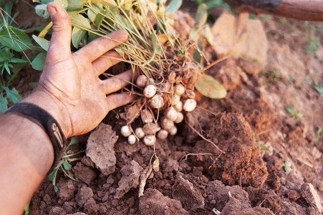 Harvesting bambara nuts, also known as jugo beans.