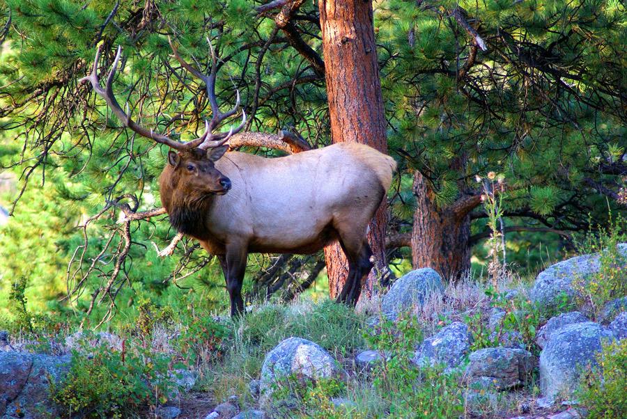 Elk, wapiti.
