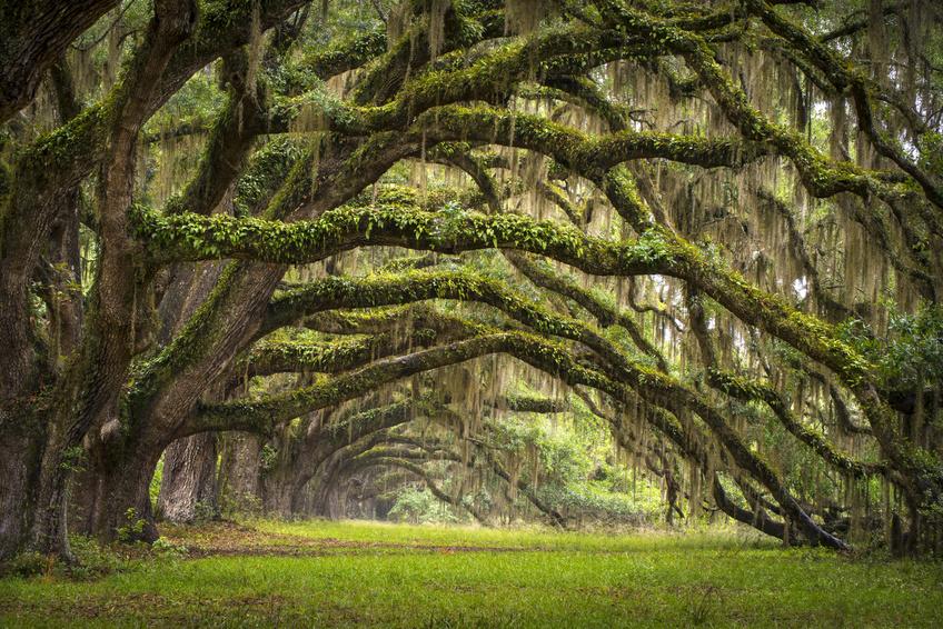 South Oaks Avenue, Charleston Plantation, Sourth Carolina