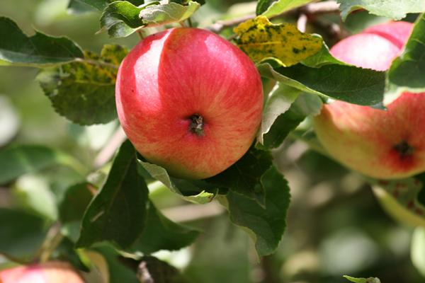 Apples growing on apple tree in a warm August day.