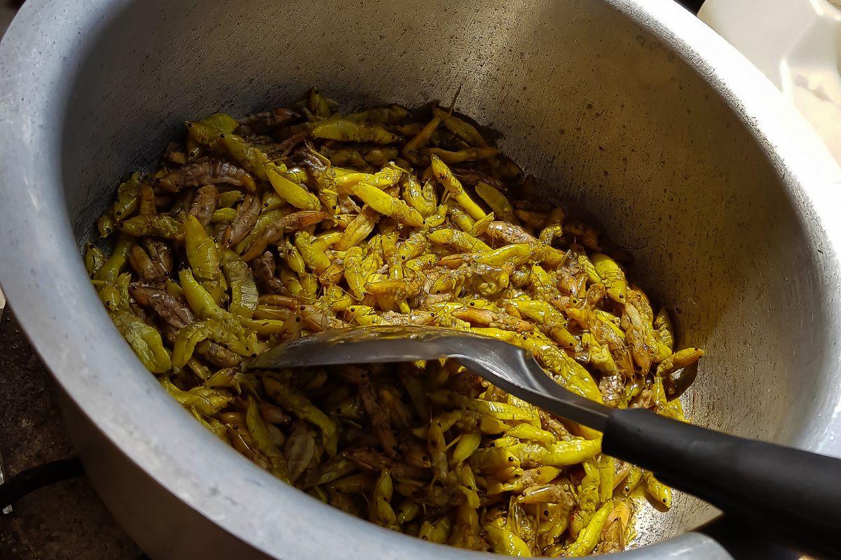 A bowl with cooked Ugandan grasshoppers.