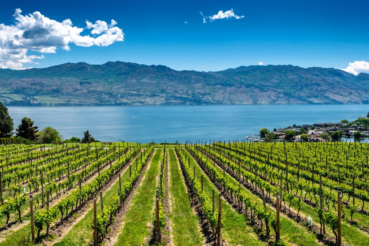 Vineyard in the Okanagan Valley with rows of grapevines leading towards a calm lake, surrounded by green hills and distant mountains under a clear blue sky.
