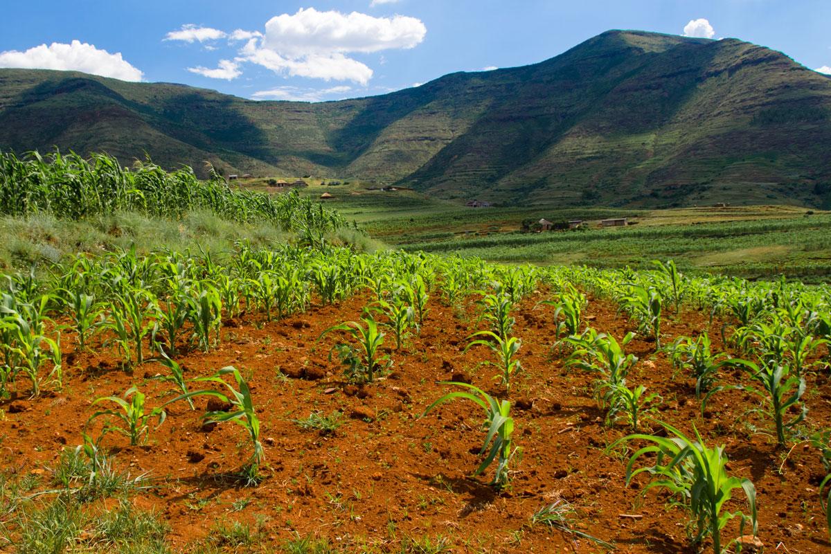 Maize crop growing in Lesotho.