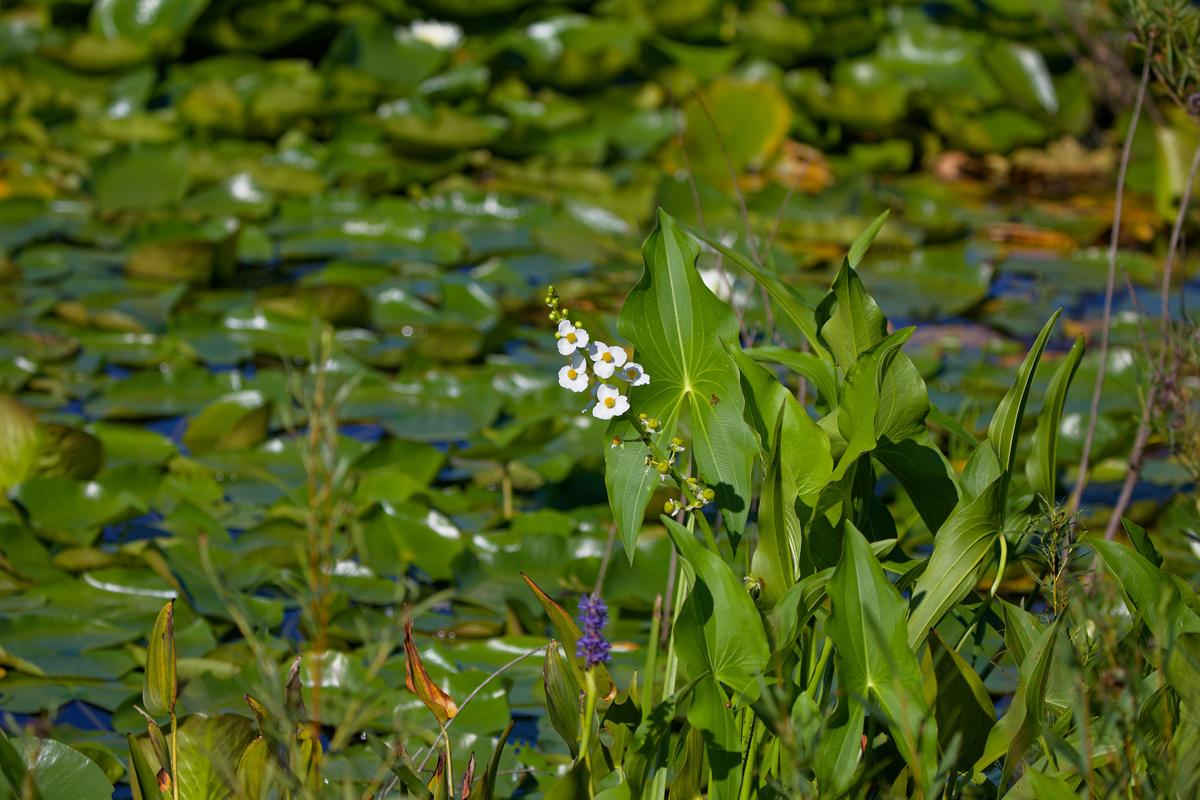 sagittaria latifolia growing in wetland.