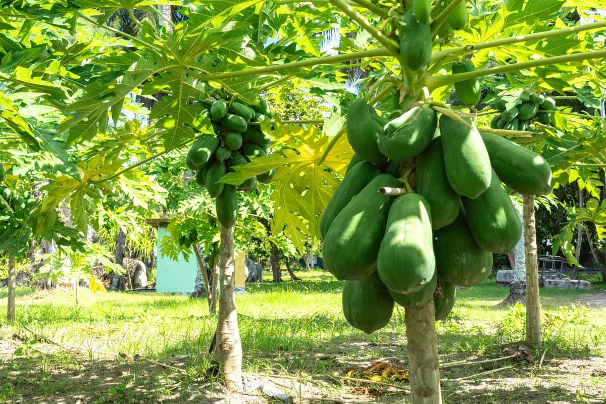 Papaya fruit trees in Seychelles.