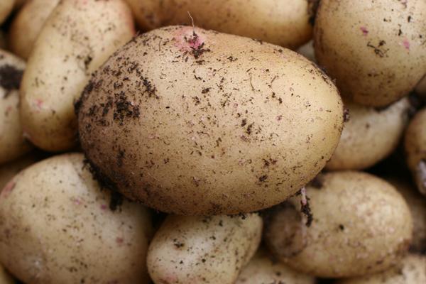 Freshly harvested potatoes, home grown.