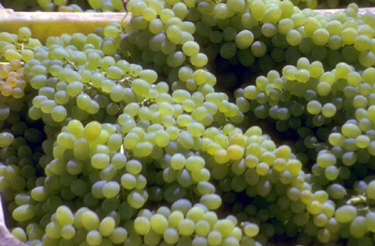 White grapes in a box.