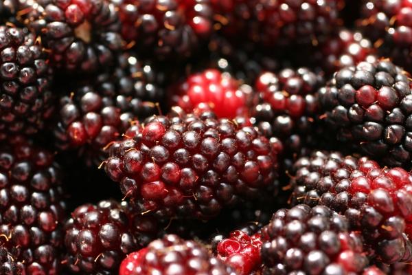Freshly picked blackberries