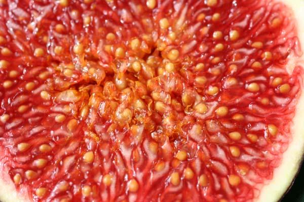 Close up of halved fig.