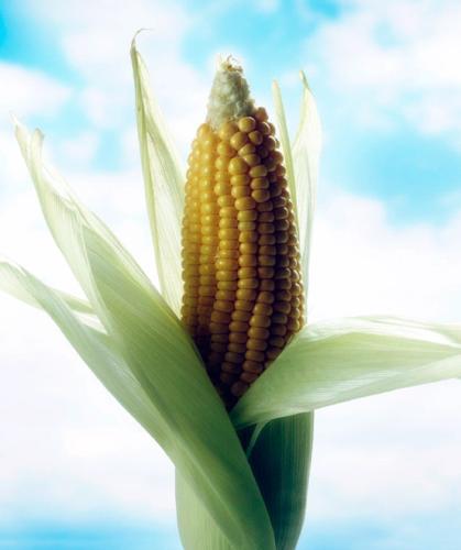 Corn husk.