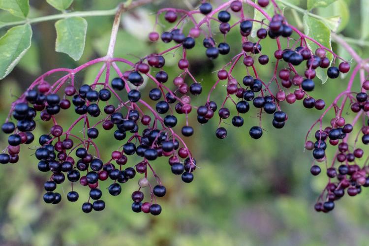 Elderberries.