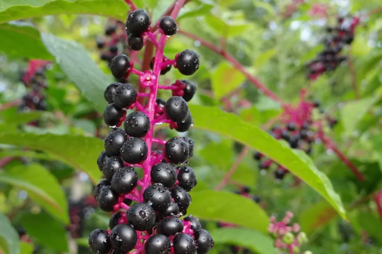 Wild pokeweed berries.