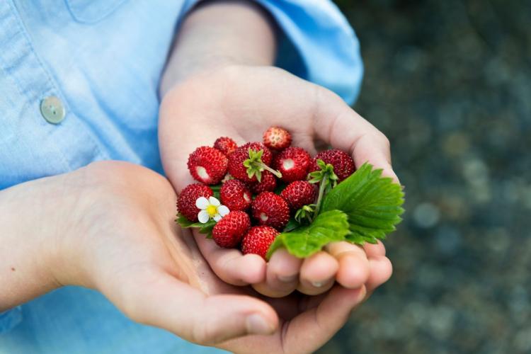 Hands holding freshly-picked wild strawberries.