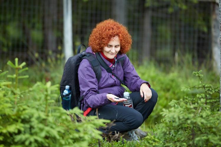 A woman foraging for wild huckleberries.
