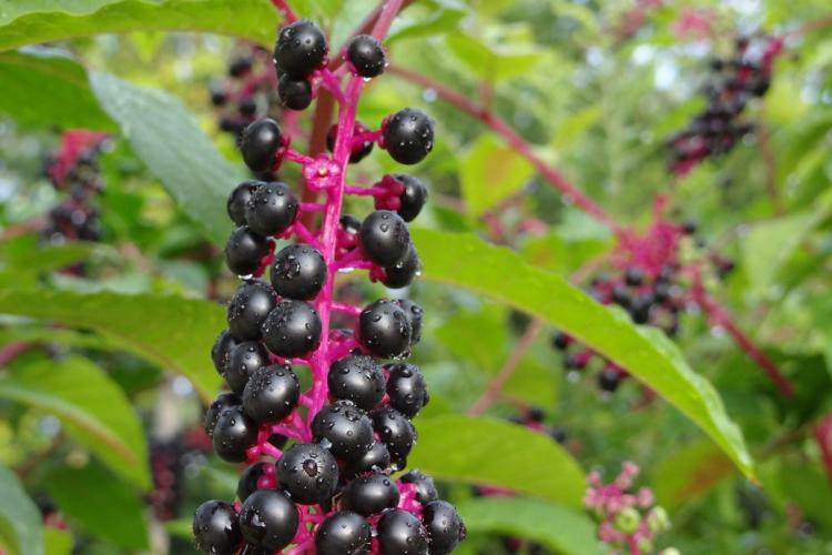 Wild pokeweed berries.