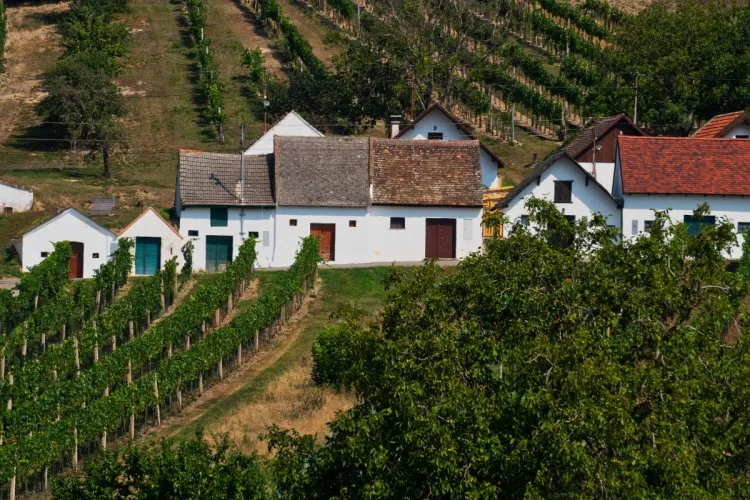 A beautiful wine route at Galgenberg in Weinwiertel.