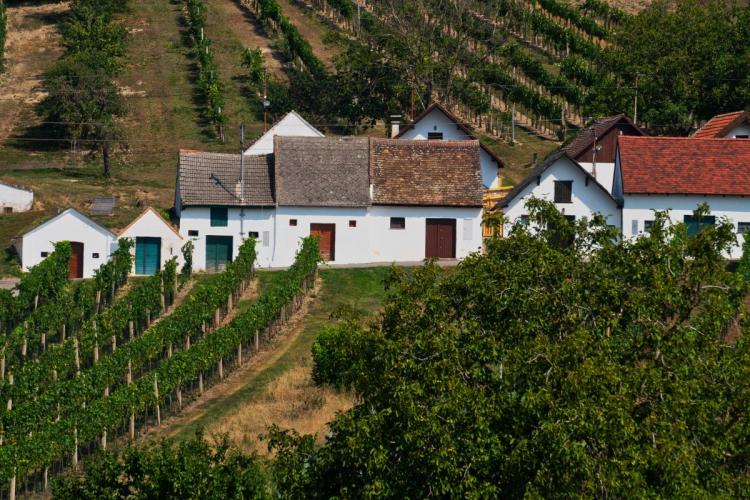 A beautiful wine route at Galgenberg in Weinwiertel.