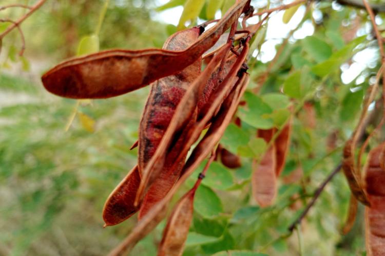 Close-up of dried reddish-brown wattleseed pods hanging from a branch with green foliage in the background.