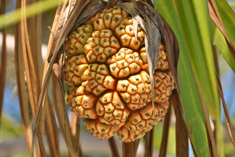 Pandanus, a Maldivian tree with edible fruits that are used in some local recipes.