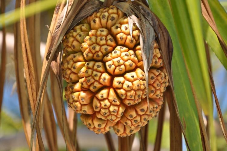 Pandanus, a Maldivian tree with edible fruits that are used in some local recipes.