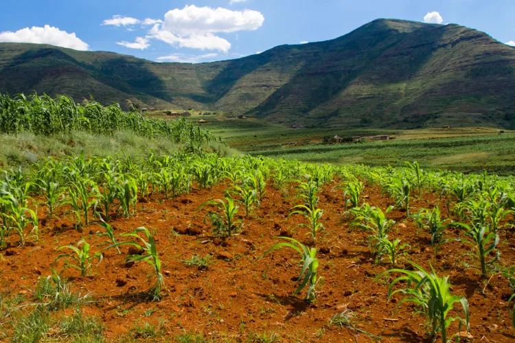 Maize crop growing in Lesotho.