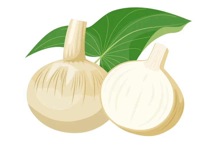 Arrowhead or sagittaria latifolia, an edible wetland plant, illustration.