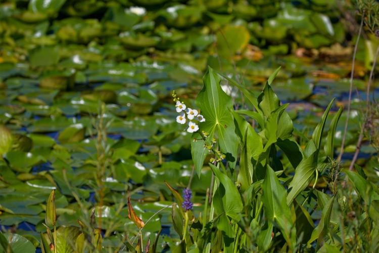 sagittaria latifolia growing in wetland.