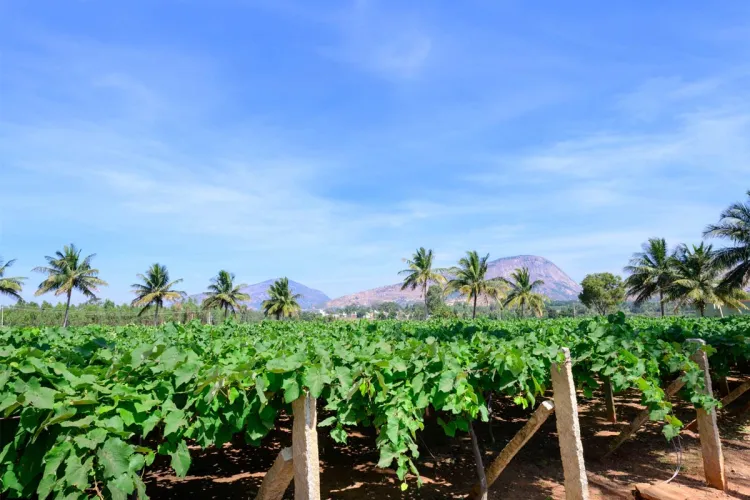 Rows of grapevines on wooden trellises in a vineyard near Bangalore, India, with coconut palms and two granite rock outcrops visible in the background under a clear blue sky.