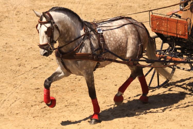 Einspänner carriage horse with red leg wraps pulling a wooden cart across a sandy field.