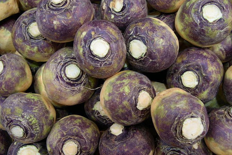 Swede or rutabaga.