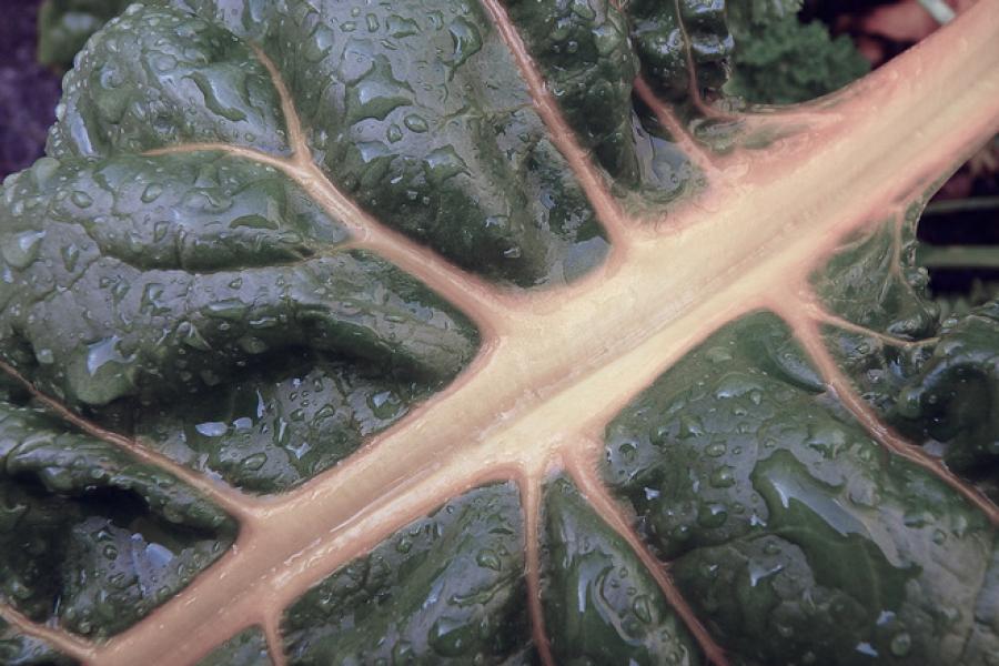 Swiss chard.