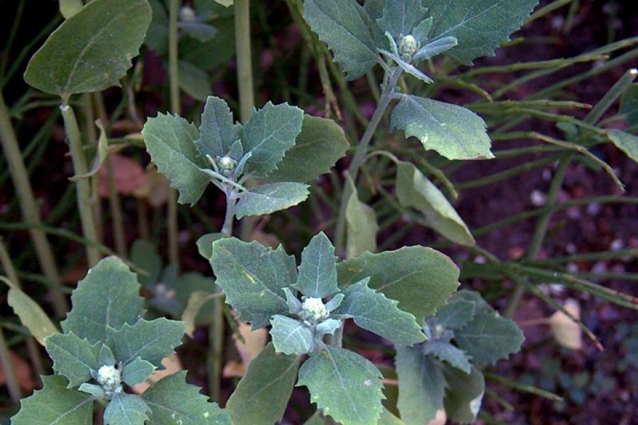 Fat hen, an edible plant.