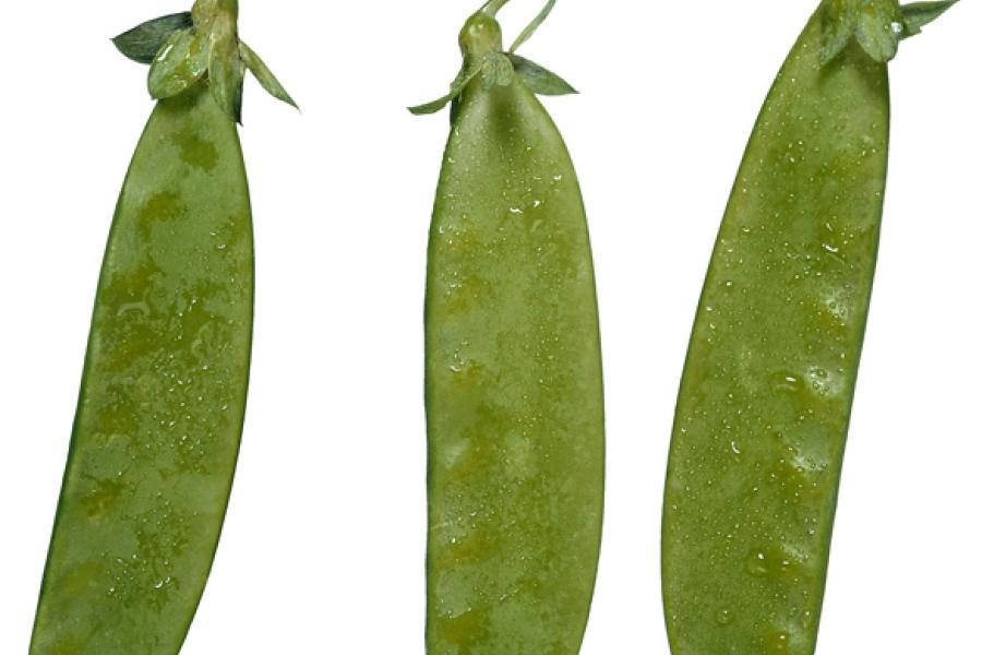 Mange tout, peas eaten whole.