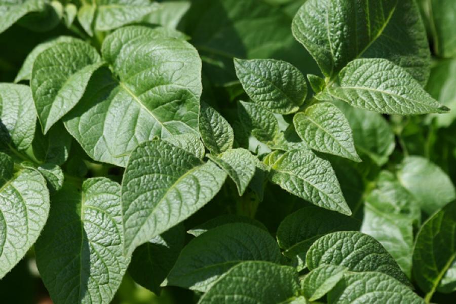 Potato plant.