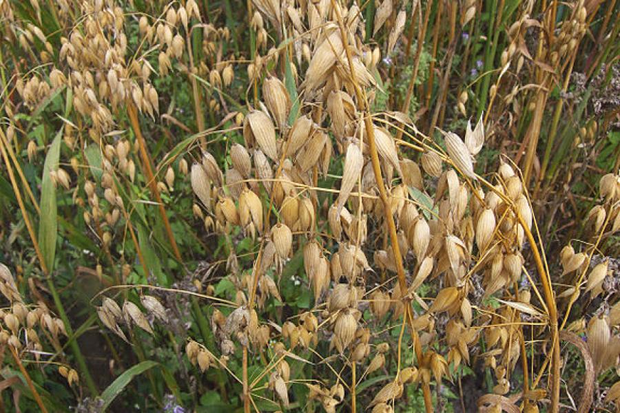 Avena sativa.
