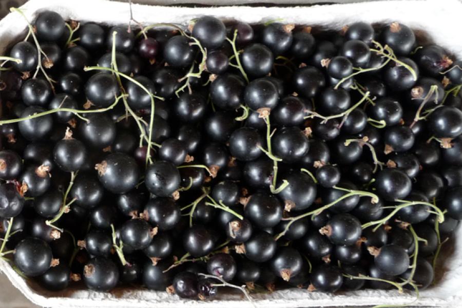 Black currants.