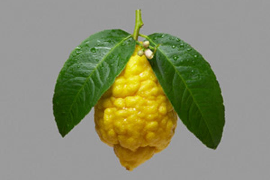 Citron.