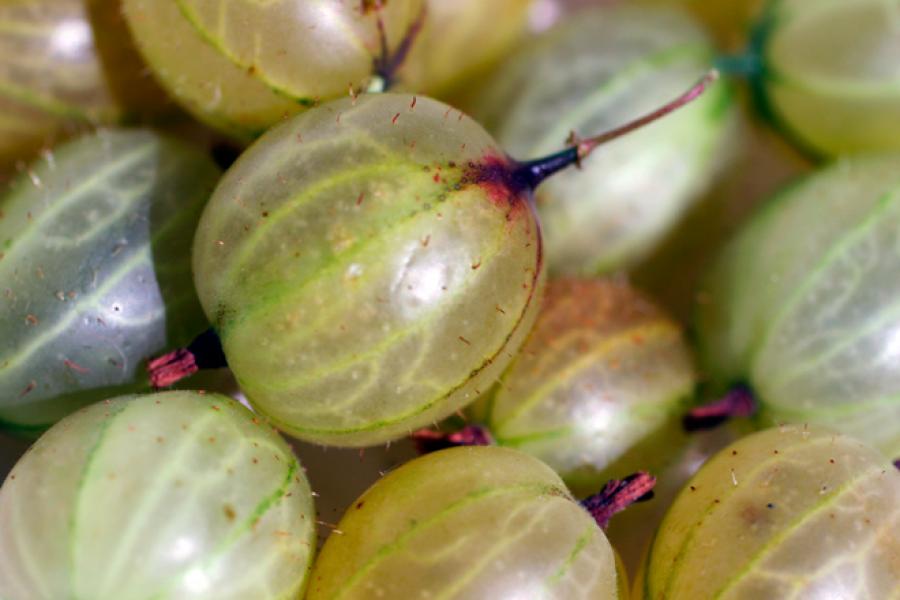 Detail of gooseberries.